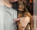 Small #10 Brussels Griffon