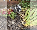 Small #1 Boston Terrier