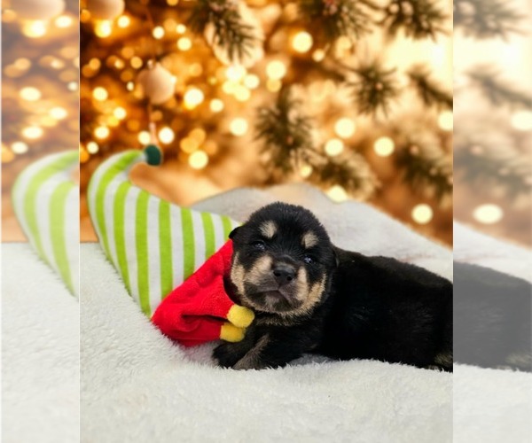 Medium Photo #7 Siberian Husky-Unknown Mix Puppy For Sale in McKinney, TX, USA