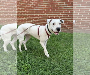 Boxer-Unknown Mix Dogs for adoption in Hinton, WV, USA