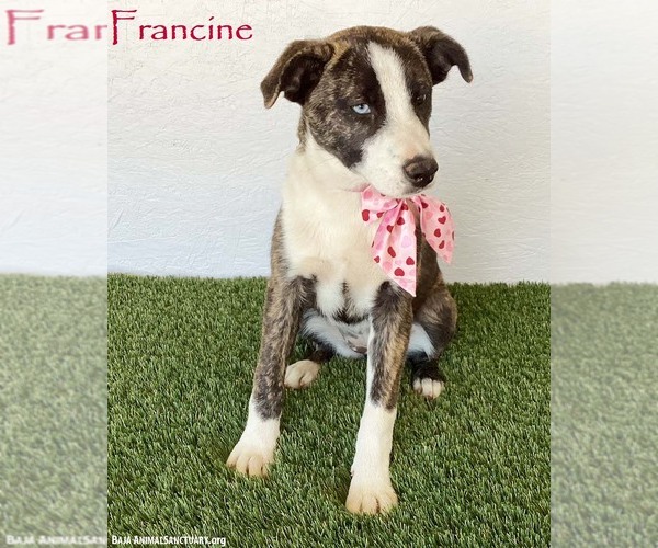 Medium Photo #5 Mutt Puppy For Sale in San Diego, CA, USA