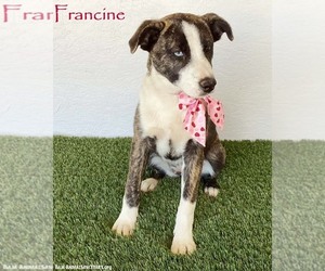 Francine - Female Mutt Dog for Adoption - Photo #5