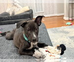 Small #11 white german shepherd Mix