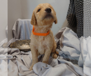 Goldendoodle Puppy for sale in PEYTON, CO, USA
