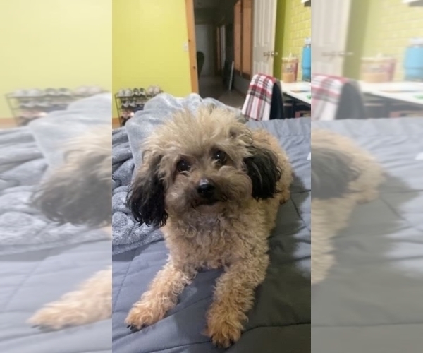 Medium Photo #1 Cavapoo (Miniature) Puppy For Sale in WAUSEON, OH, USA