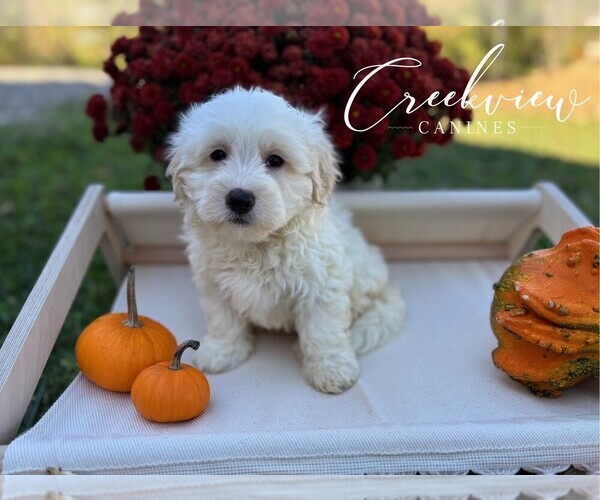 Medium Photo #4 Havachon Puppy For Sale in NIANGUA, MO, USA