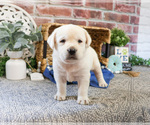 Small #2 Labrador Retriever