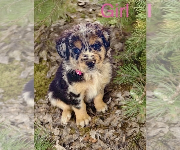 Medium Photo #11 Australian Shepherd Puppy For Sale in WILLIAMS, AZ, USA