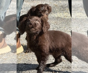 Boykin Spaniel Puppy for sale in PROSPERITY, SC, USA