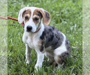 Beagle Dogs for adoption in Yardley, PA, USA