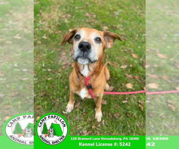 Medium Photo #10 Mutt Puppy For Sale in Stroudsburg, PA, USA