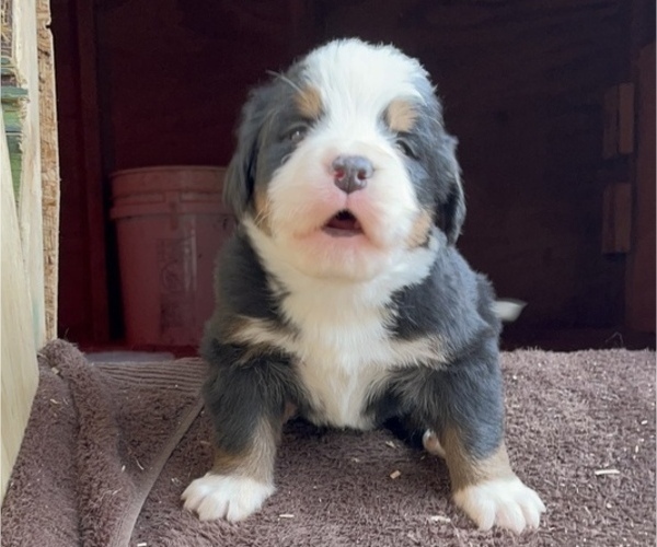 Medium Photo #1 Bernese Mountain Dog Puppy For Sale in HAZEL GREEN, AL, USA