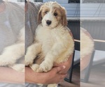 Puppy 15 Goldendoodle (Miniature)