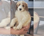 Puppy 14 Goldendoodle (Miniature)