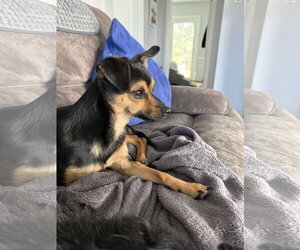 Guenther - Female Chihuahua Dog for Adoption - Photo #8