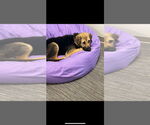 Small #1 Labrador Retriever Mix