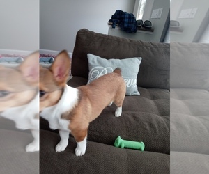 American Corgi Puppy for sale in KENLY, NC, USA