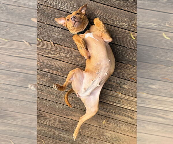 Medium Photo #8 American Pit Bull Terrier-Unknown Mix Puppy For Sale in Raleigh, NC, USA