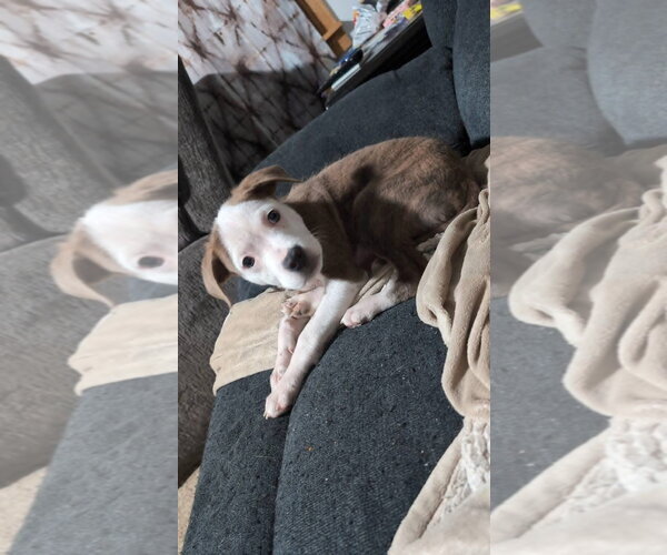 Medium Photo #2 Mutt Puppy For Sale in New London, WI, USA