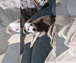 Small #1 Mutt