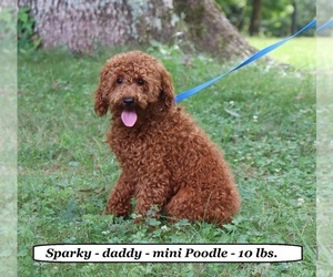 Father of the Cavapoo puppies born on 08/28/2025