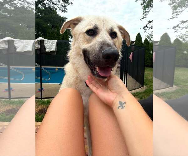 Medium Photo #1 Anatolian Pyrenees Puppy For Sale in Woodbury, NY, USA