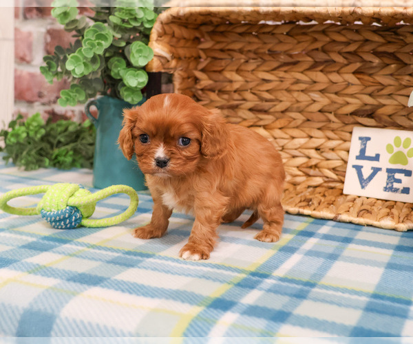 Medium Photo #2 Cavalier King Charles Spaniel Puppy For Sale in SYRACUSE, IN, USA