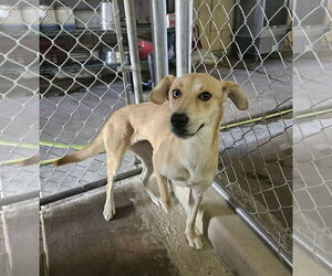 Huskies -Labrador Retriever Mix Dogs for adoption in El Centro, CA, USA