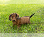 Small #1 Dachshund