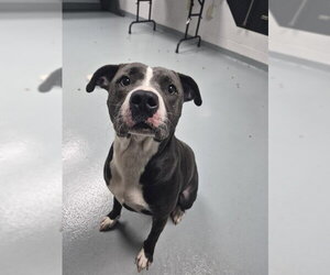 Mutt Dogs for adoption in St. Cloud, FL, USA