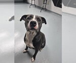 Small Mutt