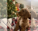 Puppy 5 Irish Doodle-Poodle (Standard) Mix
