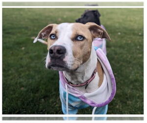 Bulldog-Labrador Retriever Mix Dogs for adoption in Tarrytown, GA, USA