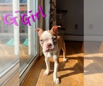 Small Photo #2 Boston Terrier Puppy For Sale in EAST HAVEN, CT, USA