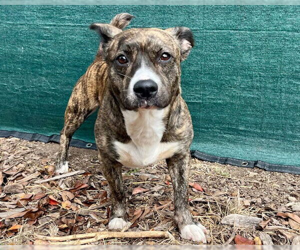 Medium Photo #2 Australian Shepherd-Staffordshire Bull Terrier Mix Puppy For Sale in Santa Cruz, CA, USA