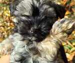 Small Photo #30 Havanese Puppy For Sale in KODAK, TN, USA