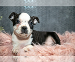 Small Photo #5 Boston Terrier Puppy For Sale in HARLAN, IN, USA