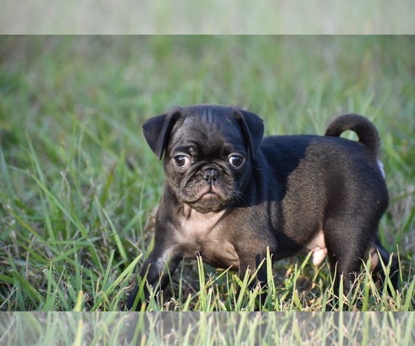 Medium Photo #1 Pug Puppy For Sale in PALM COAST, FL, USA