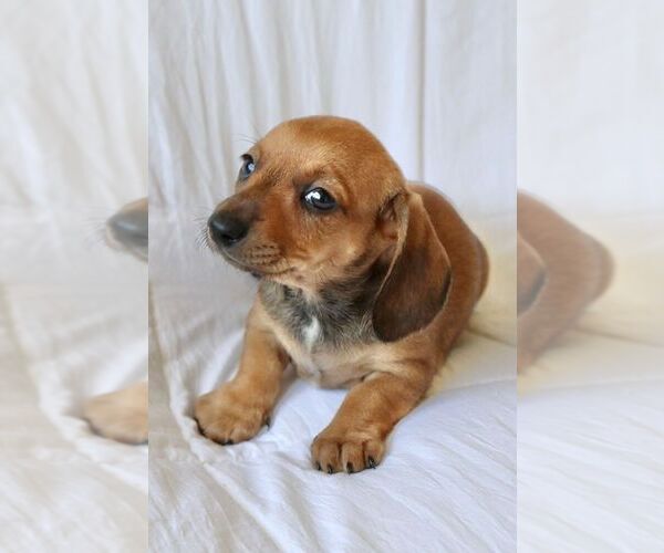 Medium Photo #5 Dachshund Puppy For Sale in SAN DIEGO, CA, USA