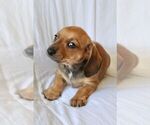 Small Photo #5 Dachshund Puppy For Sale in SAN DIEGO, CA, USA