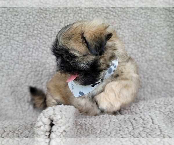 Medium Photo #14 Shih Tzu Puppy For Sale in MANES, MO, USA