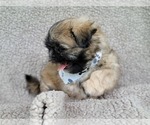 Small Photo #14 Shih Tzu Puppy For Sale in MANES, MO, USA