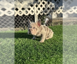French Bulldog Puppy for sale in FORT LAUDERDALE, FL, USA