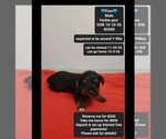 Image preview for Ad Listing. Nickname: Finn