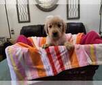 Puppy Girl G4 Golden Retriever