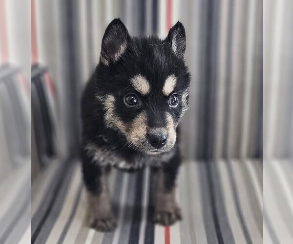 Medium Photo #18 Siberian Husky-Unknown Mix Puppy For Sale in McKinney, TX, USA