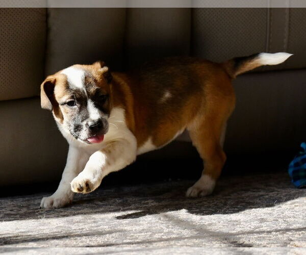 Medium Photo #3 Mutt Puppy For Sale in Mechanicsburg, PA, USA