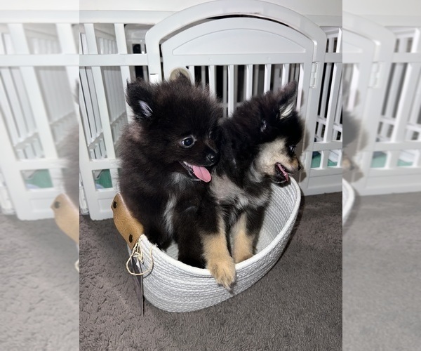 Medium Photo #17 Pomeranian Puppy For Sale in LAUREL, MD, USA