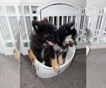 Small #16 Pomeranian