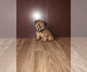 Yorkshire Terrier Puppy for sale in LAPEER, MI, USA